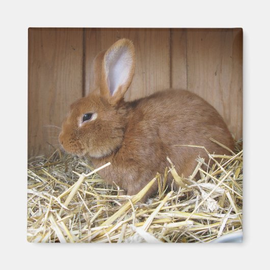 Bruin konijn in Hay Magneet (Voorkant)