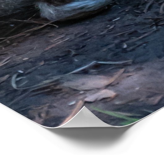 Bruin Konijn, Rust in Natuur Poster (Hoek)