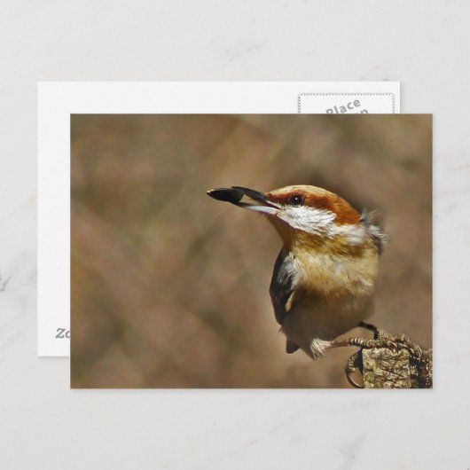 Bruin-kop Nuthatch Briefkaart (Voorkant / Achterkant)