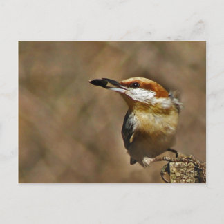 Bruin-kop Nuthatch Briefkaart
