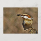 Bruin-kop Nuthatch Briefkaart (Voorkant)