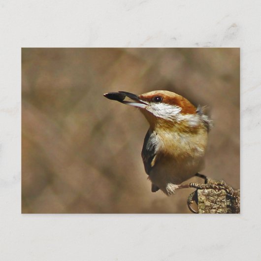 Bruin-kop Nuthatch Briefkaart (Voorkant)