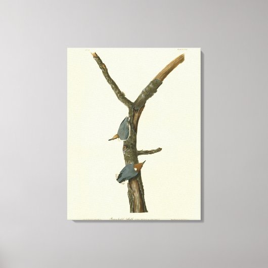 Bruin-kopige Nuthatch - Amerikaanse vogels Canvas Afdruk (Voorkant)