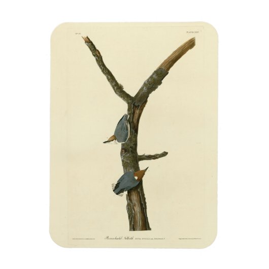 Bruin-kopige Nuthatch - Amerikaanse vogels Magneet (Verticaal)