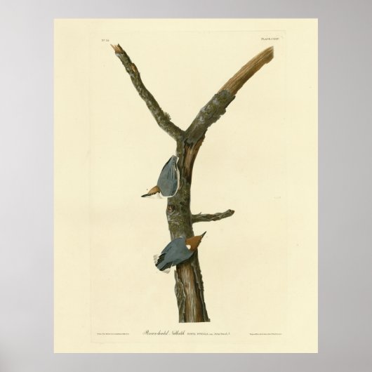 Bruin-kopige Nuthatch - Amerikaanse vogels Poster (Voorkant)