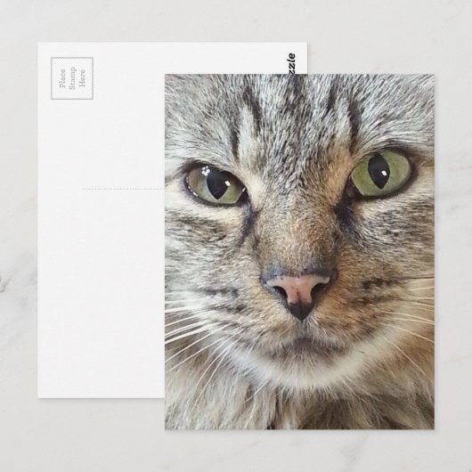 Bruin langharige tablet briefkaart (Voorkant / Achterkant)