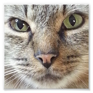 Bruin langhars Tabby Cat Foto Afdruk