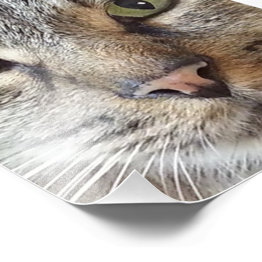 Bruin langhars Tabby Cat Foto Afdruk (Hoek)