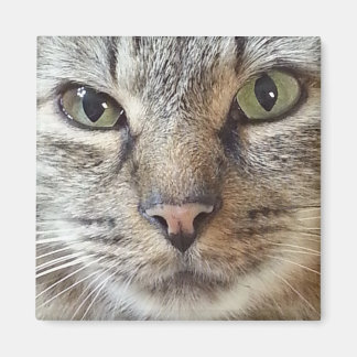 Bruin langhars Tabby Cat Magneet