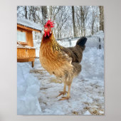 Bruin Leghorn Chicken Poster (Voorkant)