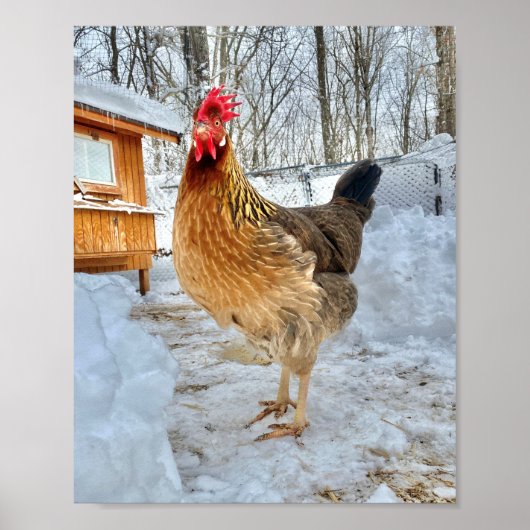 Bruin Leghorn Chicken Poster (Voorkant)