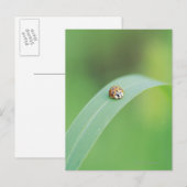 Bruin lieveheersbeestje briefkaart (Voorkant / Achterkant)