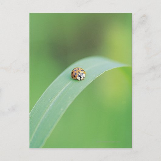 Bruin lieveheersbeestje briefkaart (Voorkant)