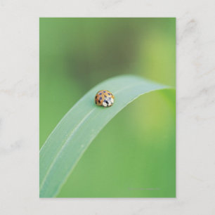 Bruin lieveheersbeestje briefkaart