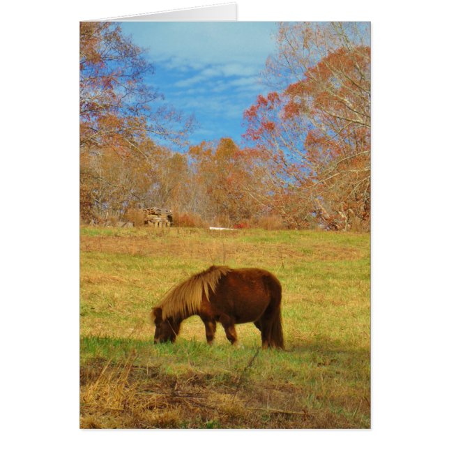 Bruin miniatuur Pony (Voorkant)