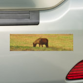 Bruin miniatuur Pony Bumpersticker (Op auto)