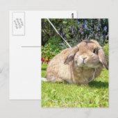 Bruin omhulde oorkonijn met lavendel briefkaart (Voorkant / Achterkant)