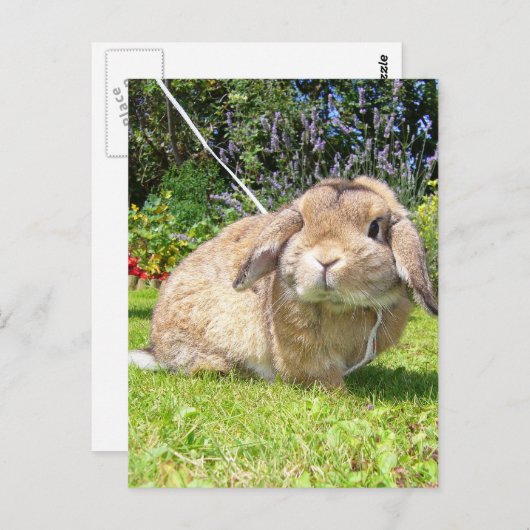 Bruin omhulde oorkonijn met lavendel briefkaart (Voorkant / Achterkant)