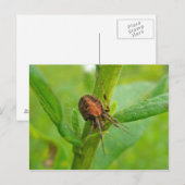 Bruin Oranje Araneus (?) Spider Briefkaart (Voorkant / Achterkant)
