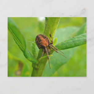Bruin Oranje Araneus (?) Spider Briefkaart