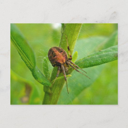 Bruin Oranje Araneus (?) Spider Briefkaart (Voorkant)