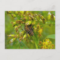 Bruin Oranje Araneus (?) Spider Briefkaart