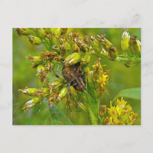 Bruin Oranje Araneus (?) Spider Briefkaart (Voorkant)