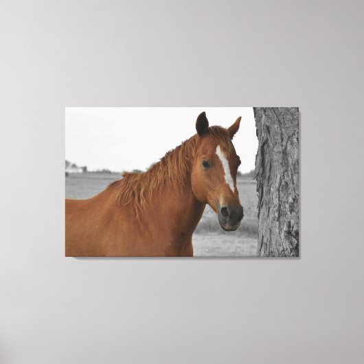 Bruin Paard, B&W Achtergrond Canvas Afdruk (Voorkant)
