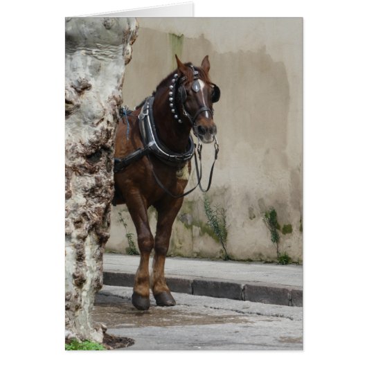 Bruin paard, blanco in Wenskaart (Voorkant)