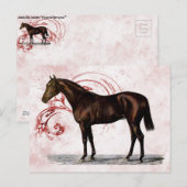 Bruin paard briefkaart (Voorkant / Achterkant)
