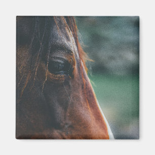 Bruin Paard Close-up Magneet