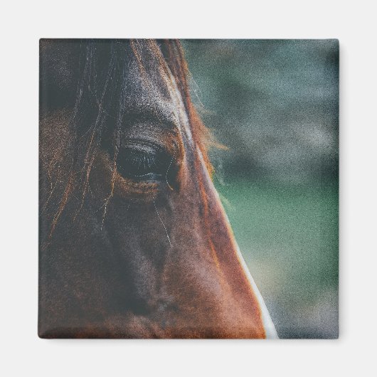 Bruin Paard Close-up Magneet (Voorkant)