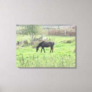 Bruin Paard Grazend in het Veld Fotowand Kunst Canvas Afdruk
