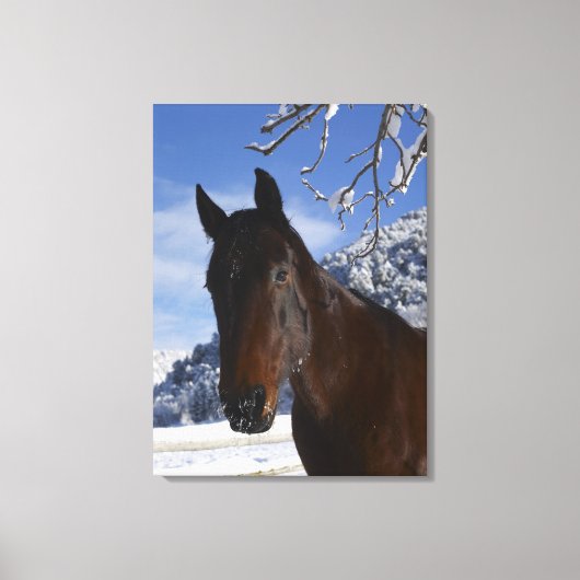 Bruin paard in de winter canvas afdruk (Voorkant)