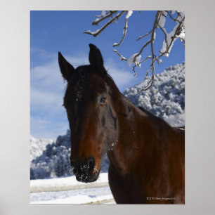 Bruin paard in de winter poster