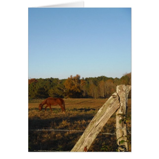 Bruin paard in de zon (Voorkant)