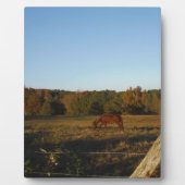 Bruin paard in de zon fotoplaat (Voorkant)