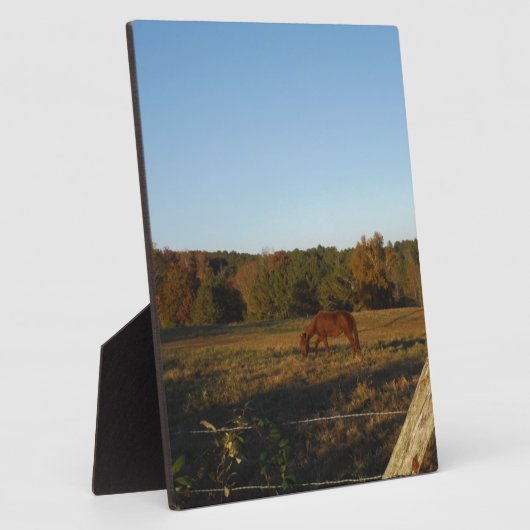 Bruin paard in de zon fotoplaat (Zijkant)