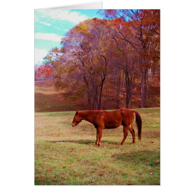 Bruin paard in een grasveld (Voorkant)