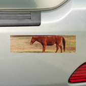 Bruin paard in een grasveld bumpersticker (Op auto)