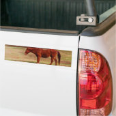 Bruin paard in een grasveld bumpersticker (Op Truck)