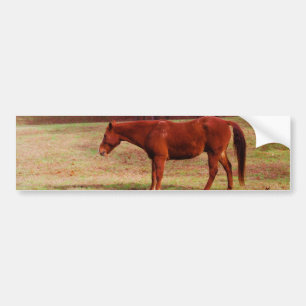 Bruin paard in een grasveld bumpersticker