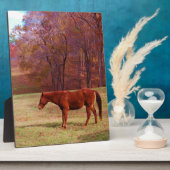 Bruin paard in een grasveld fotoplaat (Zijkant)