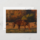 Bruin paard in een herfstveld briefkaart (Voorkant / Achterkant)