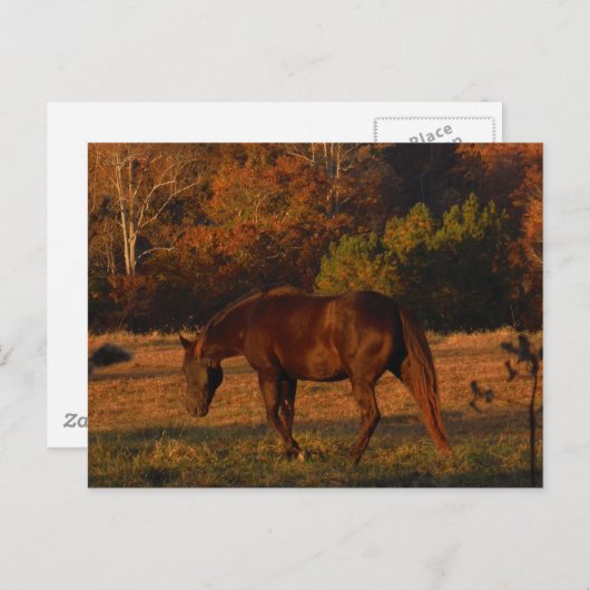 Bruin paard in een herfstveld briefkaart (Voorkant / Achterkant)