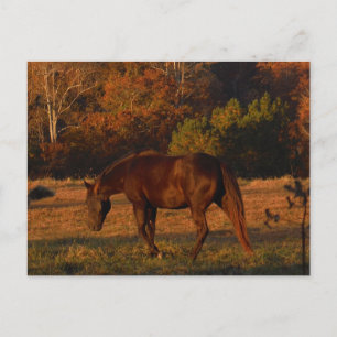 Bruin paard in een herfstveld briefkaart