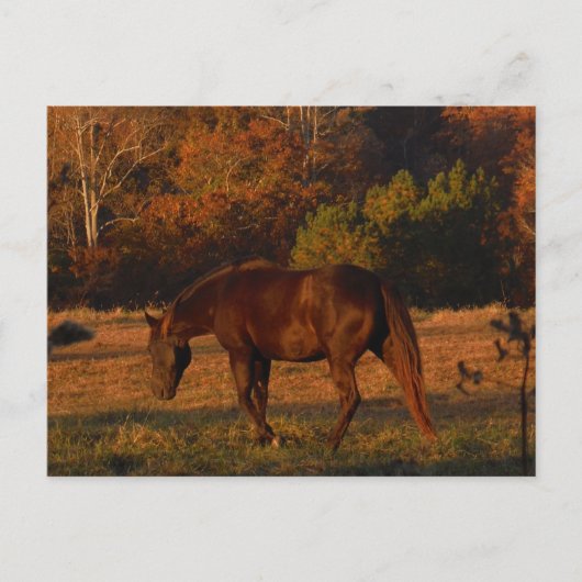 Bruin paard in een herfstveld briefkaart (Voorkant)