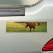 Bruin paard in een regenboogkleurig veld bumpersticker (Op auto)