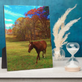 Bruin paard in een regenboogkleurig veld fotoplaat (Zijkant)