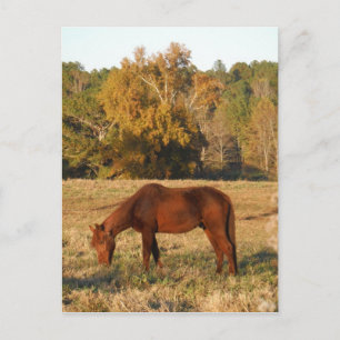 Bruin paard in geel boomveld briefkaart